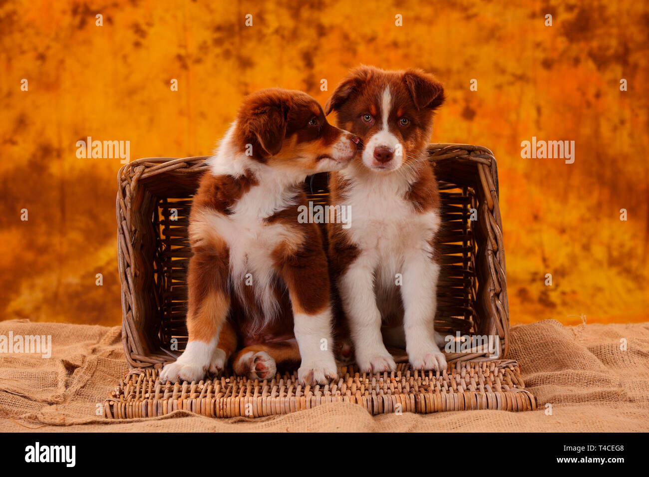 Pastor Australiano, Puppy, 8 semanas, rojo tri Foto de stock