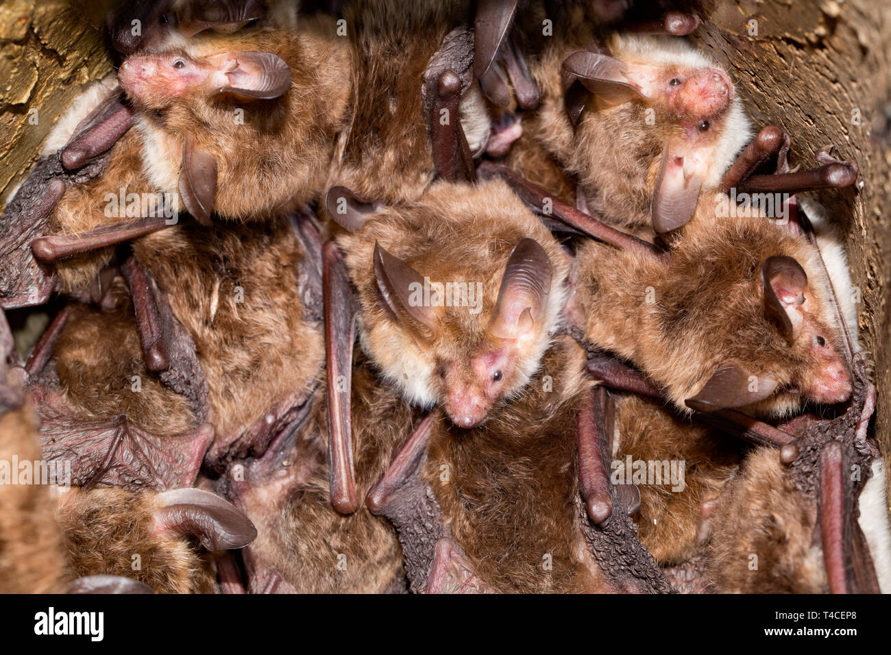 Los murciélagos de bechstein, caja de anidación de aves, (Myotis bechsteinii) Foto de stock