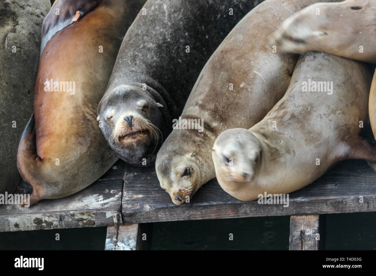 Lobos de mar en el muelle de Santa Cruz, Santa Cruz, California, Estados Unidos Foto de stock