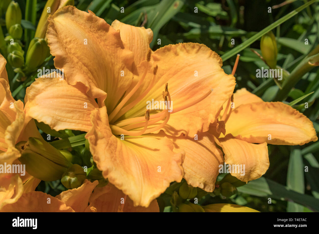 Lirios rosas y amarillos Foto de stock