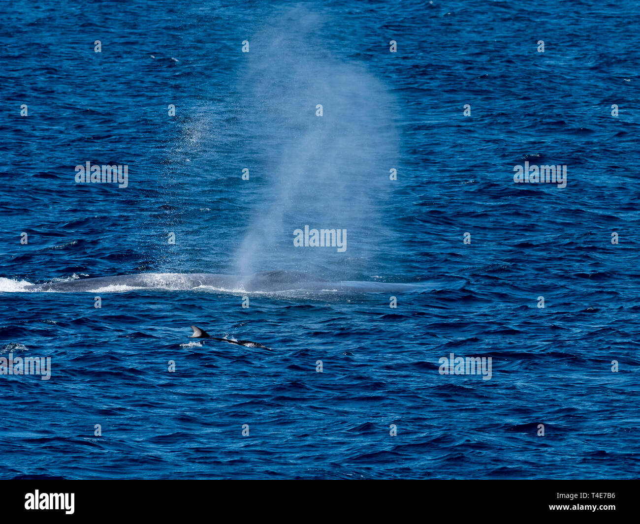 Una ballena azul, Balaenoptera musculus, revestir con un delfín blanco del Pacífico caras bowriding por diversión en Baja California Sur, México Foto de stock