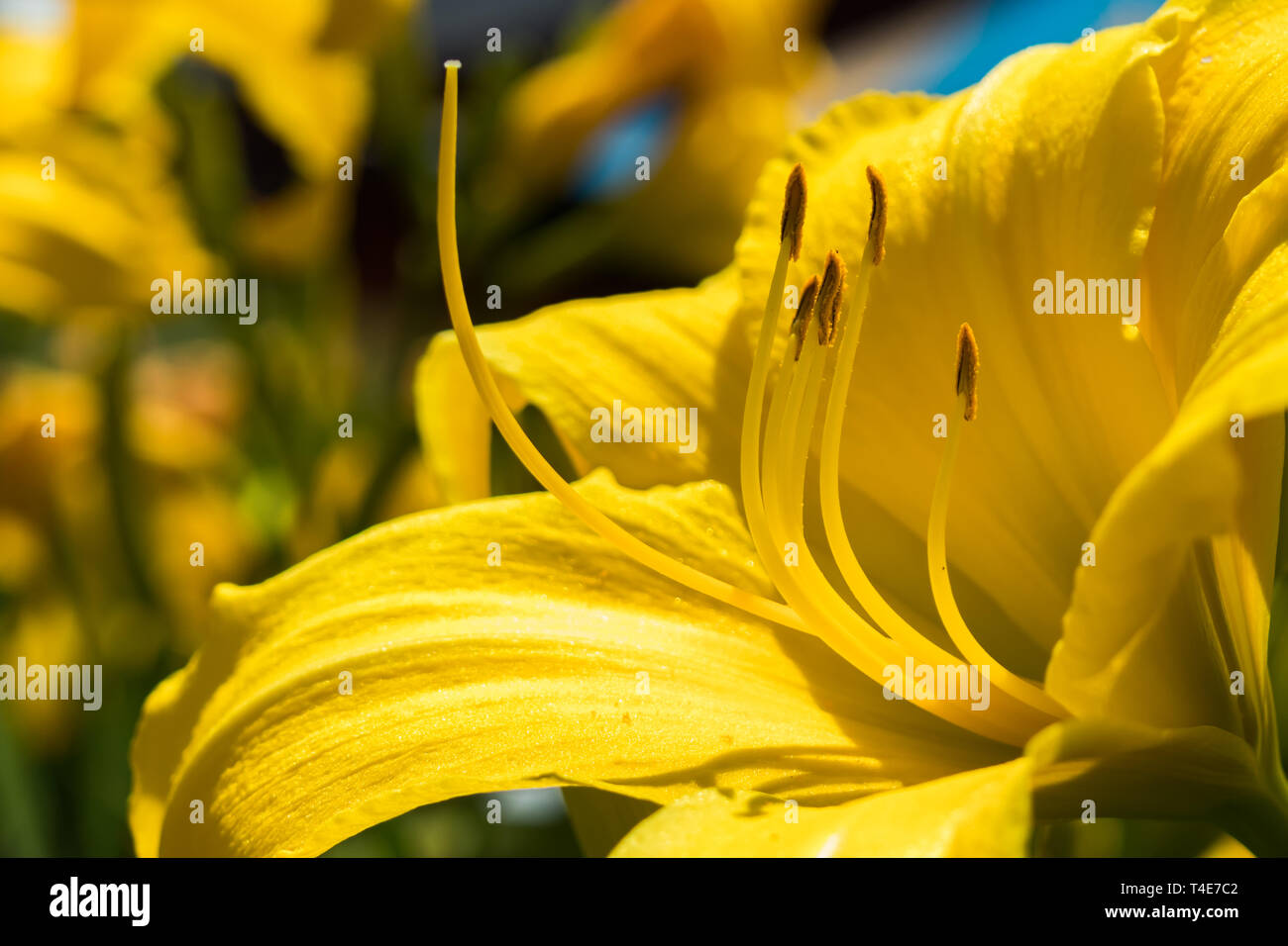 Lilium amarillo y rosa con fondo de cielo azul Foto de stock
