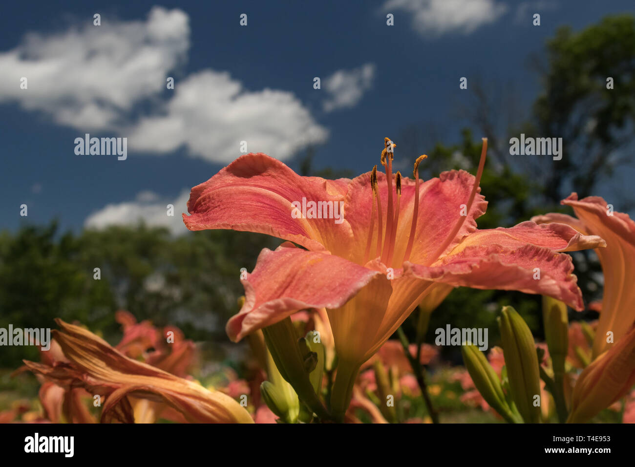 Pink lilies con fondo de cielo azul Foto de stock