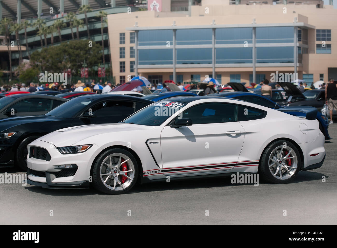Un blanco de Ford Mustang GT 350 modelo mostrado en un car show en Anaheim California durante el 2019 fabuloso fords forever auto show. Foto de stock