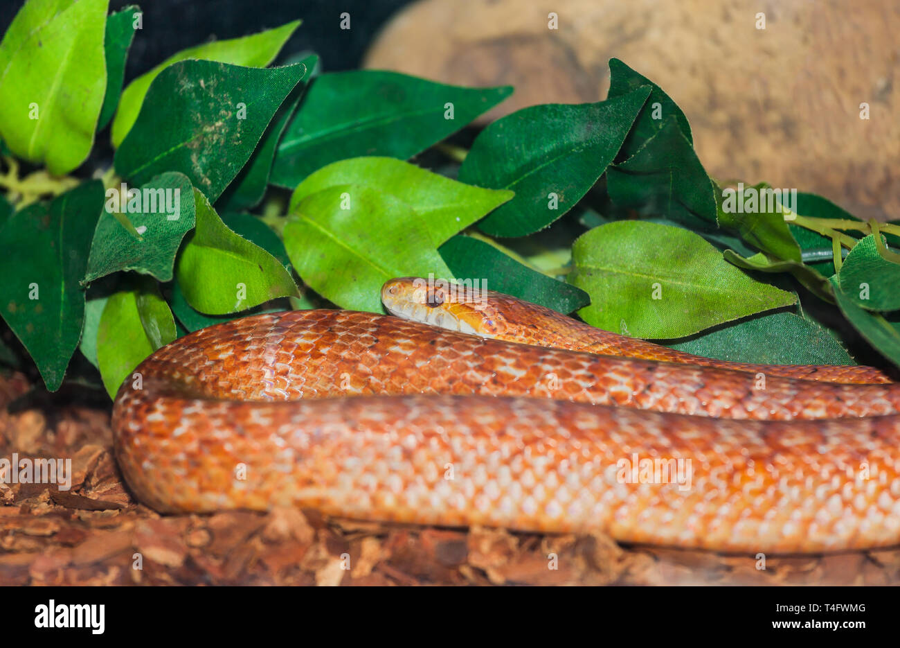 Primer plano de una serpiente de maíz (Pantherophis guttatus) Foto de stock