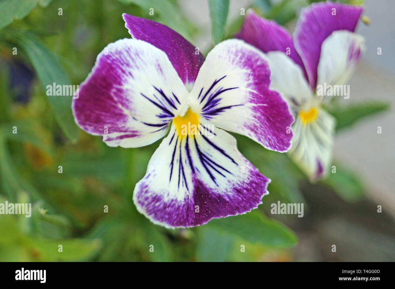 Flor violeta con azul, blanco, lila y violeta delicado pétalos en una rama con hojas verdes Fotografía de stock - Alamy Flor violeta con azul, blanco, lila y violeta delicado pétalos en una rama con hojas verdes Fotografía de stock - Alamy