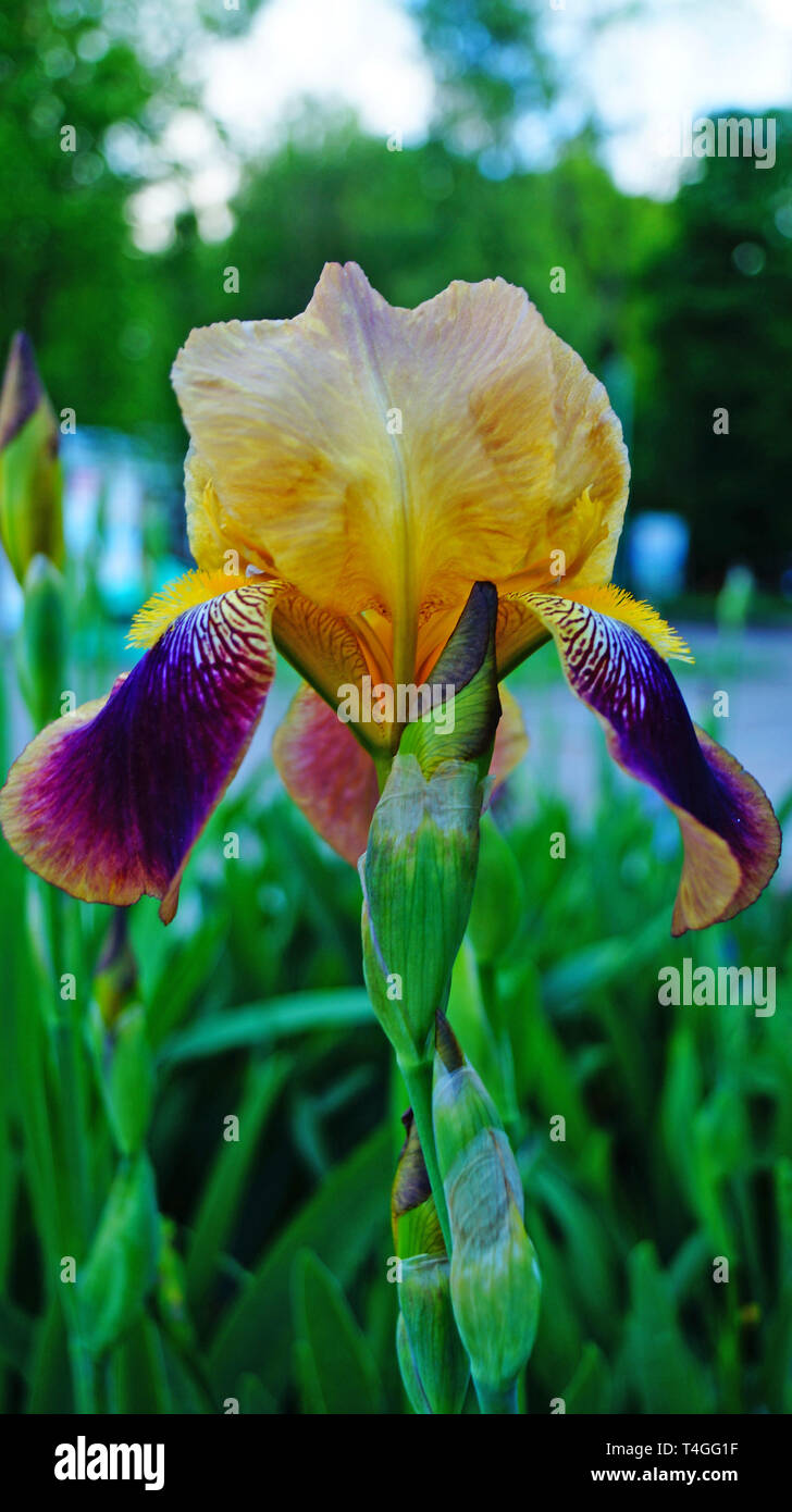 Iris con flor de color morado, blanco y pétalos amarillos en un tallo verde  en un día de verano Fotografía de stock - Alamy