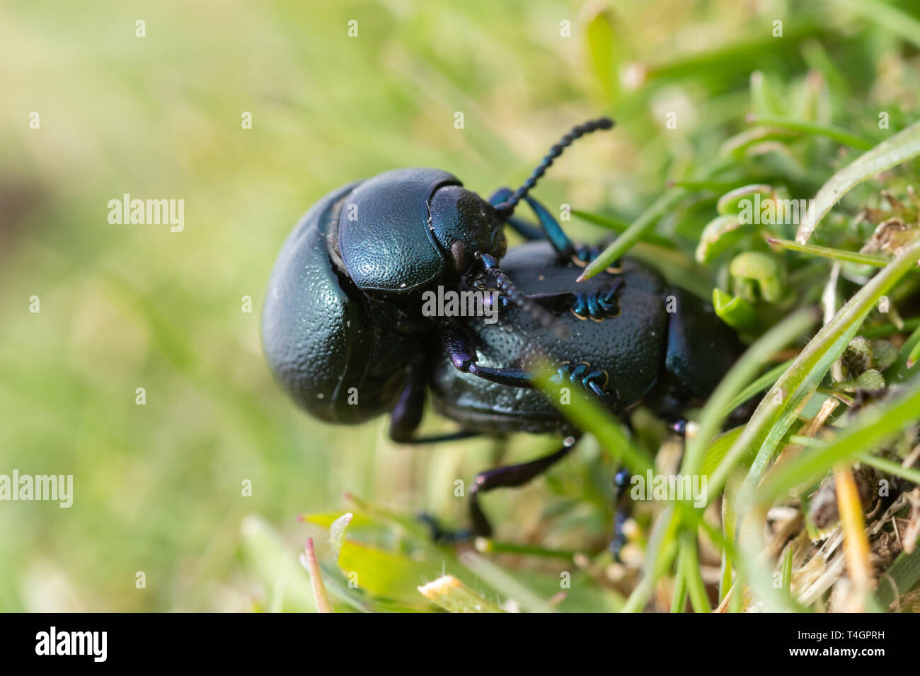 Acoplamiento de nariz sangrienta escarabajos (Timarcha tenebricosa) en pastizales, Reino Unido, durante el mes de abril Foto de stock