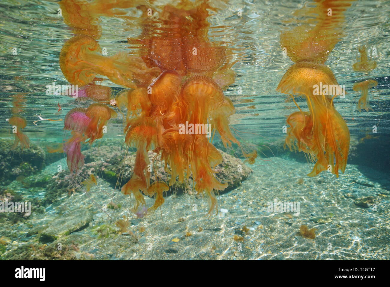 Numerosas medusas bajo el agua por debajo de la superficie del mar, mauve stinger Pelagia noctiluca, Mediterráneo, España Foto de stock