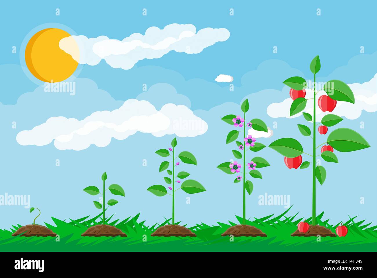 El crecimiento de la planta, de brotar a la fruta. Plantar un árbol.  Plántulas de plantas de jardinería. Línea de tiempo. La hierba, el cielo  con nubes y sol. Estilo plano illustrati