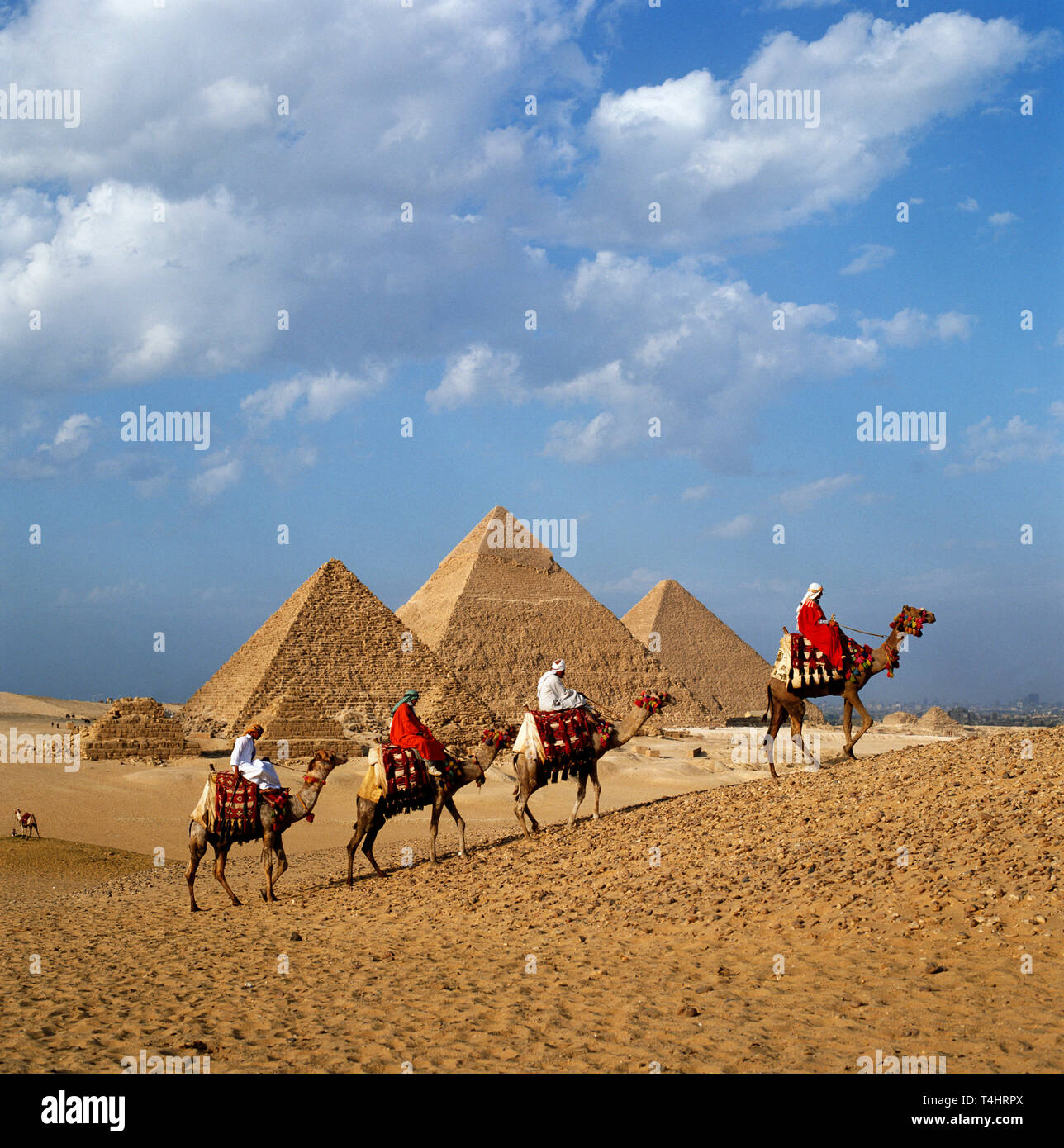 Camellos caminando delante de las pirámides de Giza, en El Cairo, Egipto Foto de stock