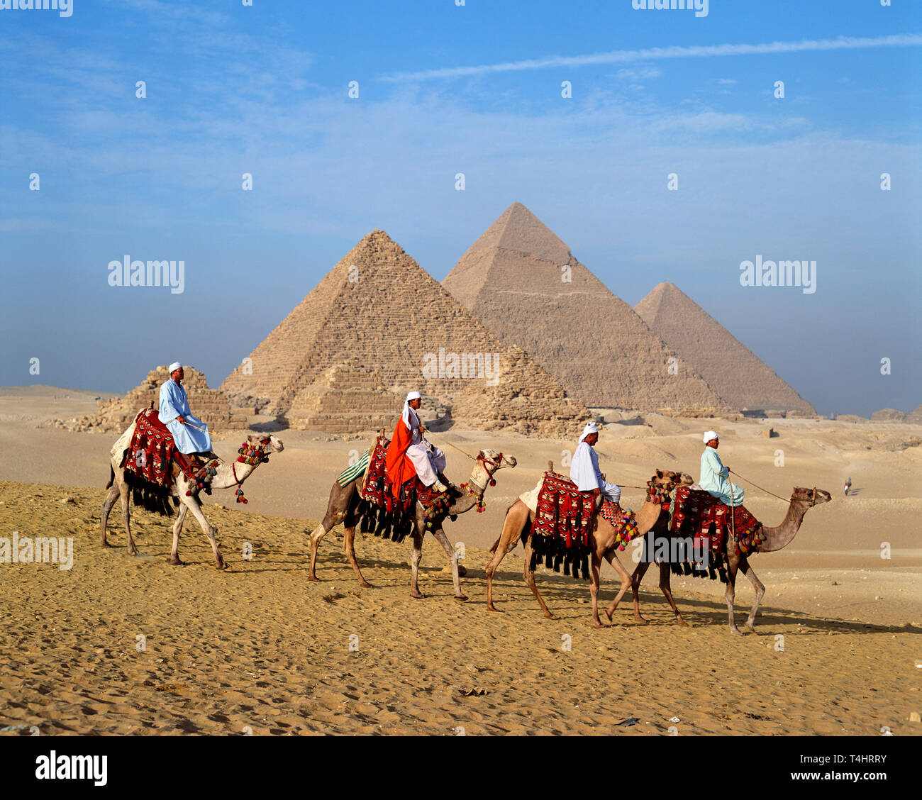 Camellos caminando delante de las pirámides de Giza, en El Cairo, Egipto Foto de stock