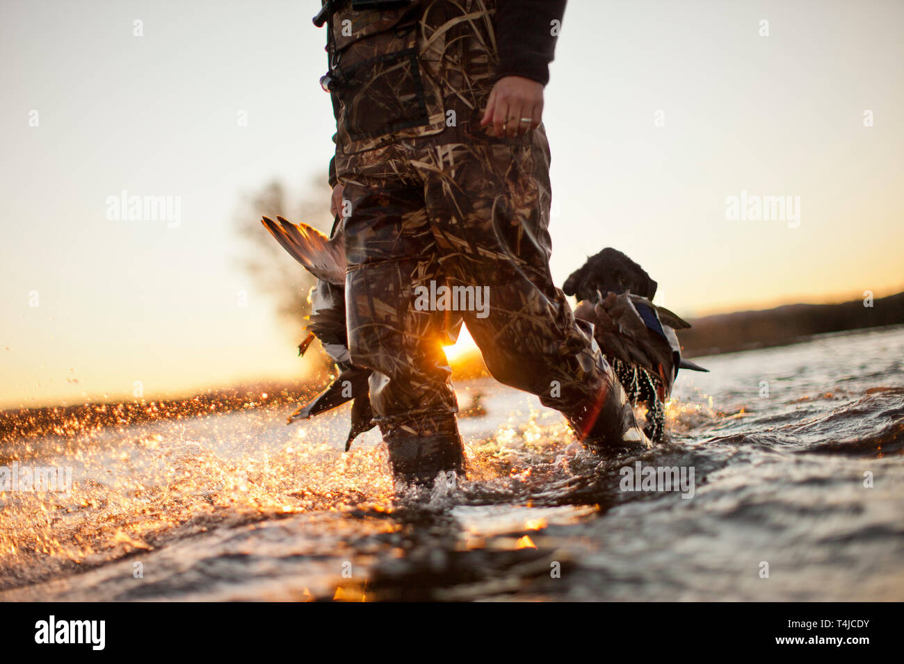 Retriever negro llevando un pato muerto en su boca mientras la caza del pato con su dueño en un lago. Foto de stock