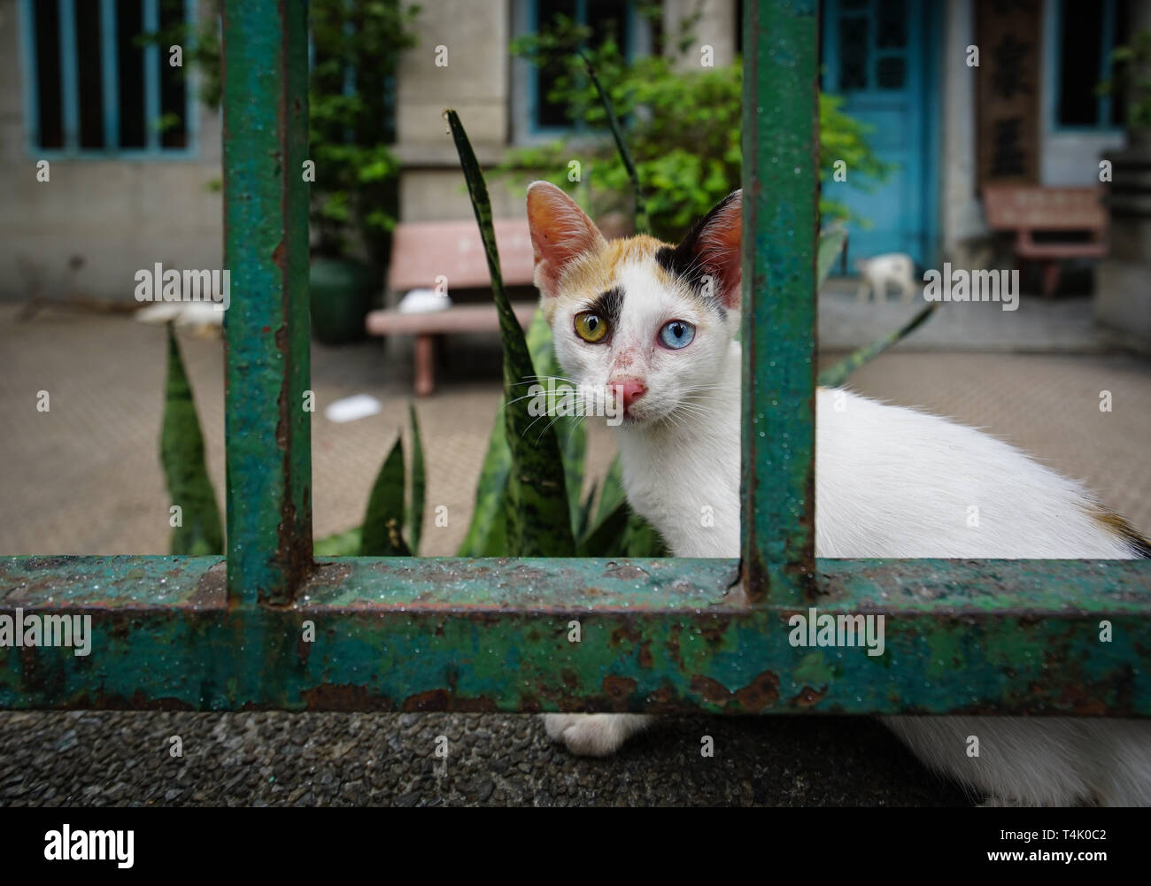 Imagen de un gato en Vietnam Fotografía de stock - Alamy