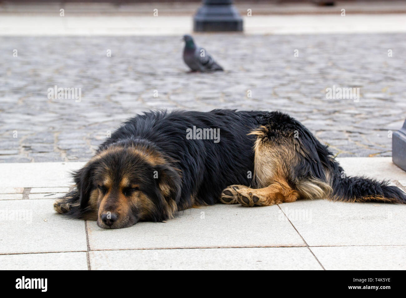 Un triste pobre perro tirado en la calle Foto de stock