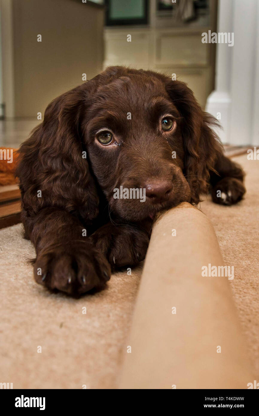 Cocker Spaniel Inglés Trabajo Puppr retrato juguetón. Surrey, Reino Unido. Foto de stock