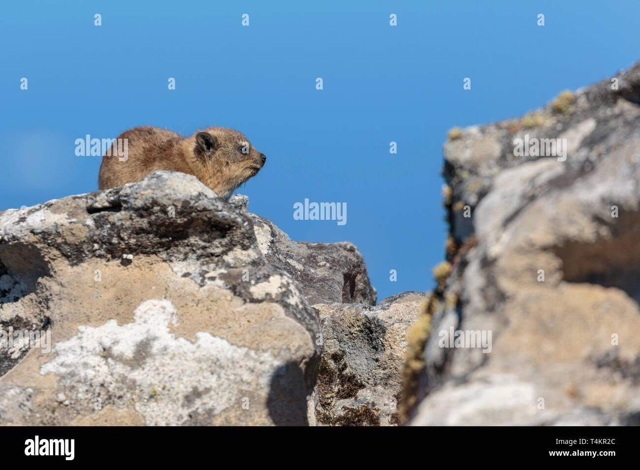 Rock Badger, dassie, Procavia capensis, recostada sobre una roca, disfrutando del sol, la Table Mountain, Ciudad del Cabo, Sudáfrica Foto de stock