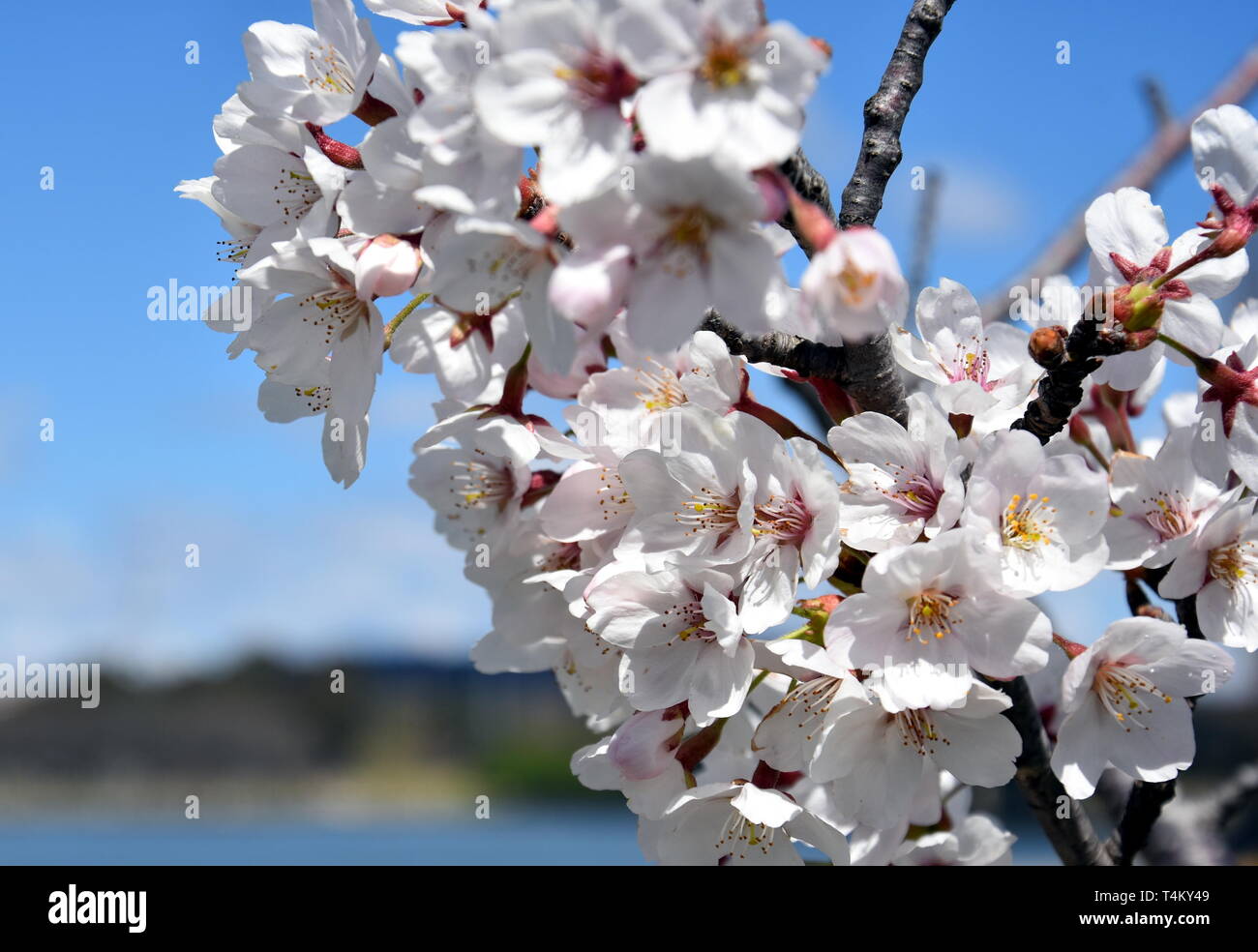 Blanca Rosa flor de cerezo en flor. Flores de cerezo en pequeños grupos en  una rama del árbol de cerezo. Sakura Japanese cerezos en flor en el jardín  botánico de GARD Fotografía