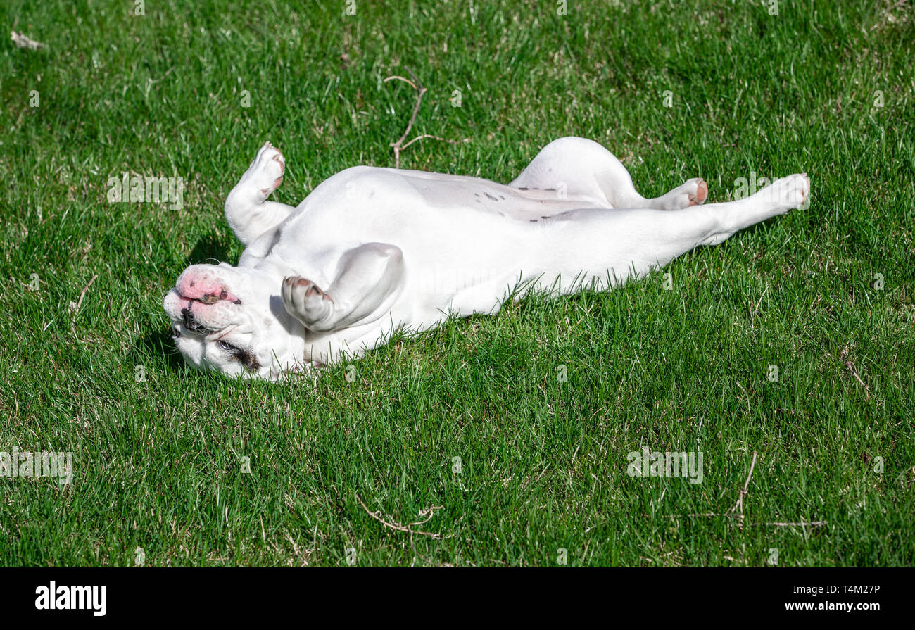 Cachorro Bulldog Inglés blanco rodando en el pasto Foto de stock