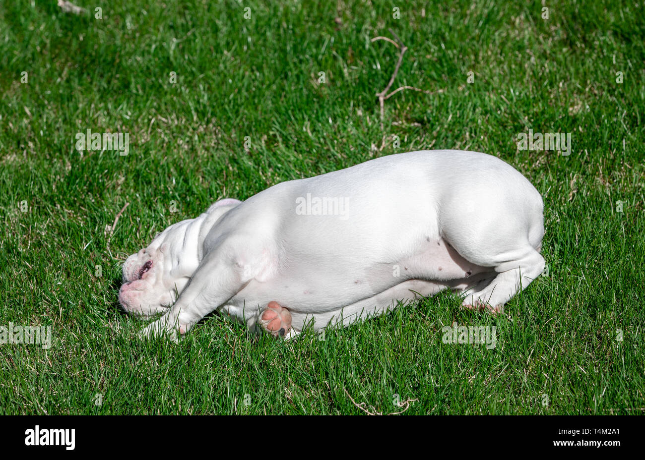 Cachorro Bulldog Inglés blanco rodando en el pasto Foto de stock