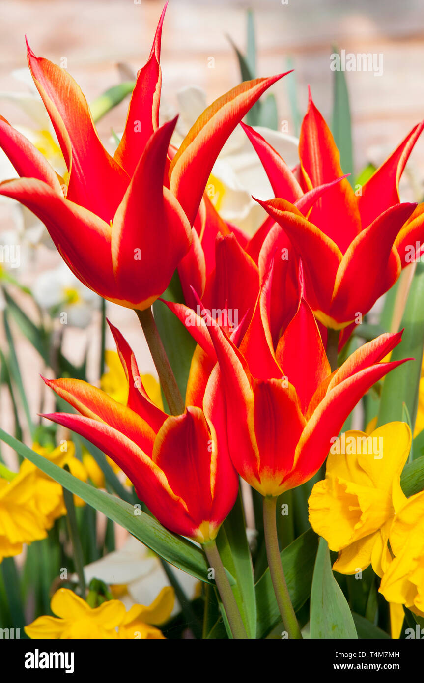 Los tulipanes Aladdin en una frontera con narciso la codorniz. Flores en  forma de cáliz rojo con bordes amarillos pertenecientes al grupo de flores  de lirios tulipanes División 6 Fotografía de stock -