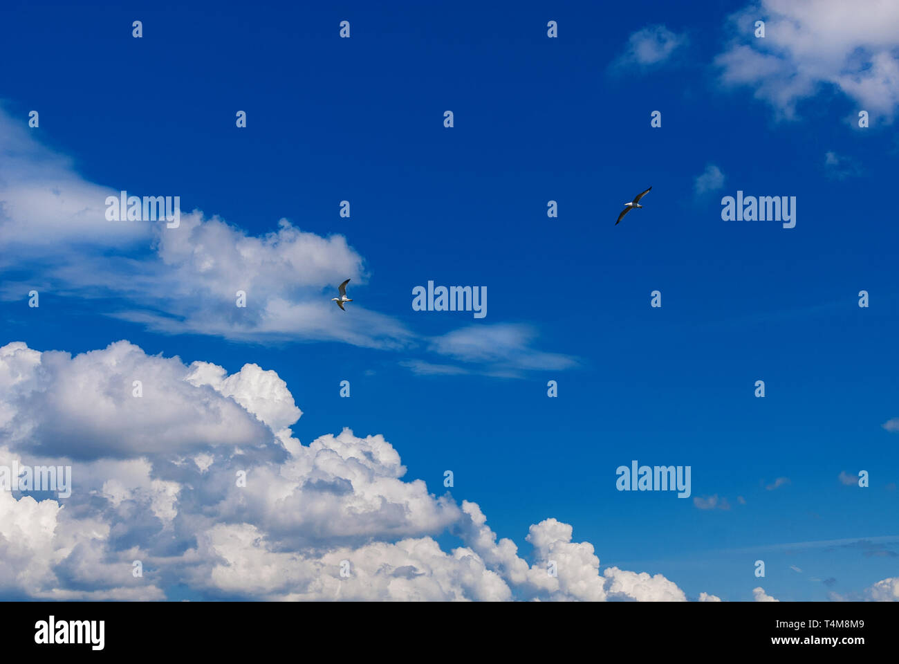 Dos gaviotas volando en un hermoso cielo azul con nubes blancas como fondo Foto de stock
