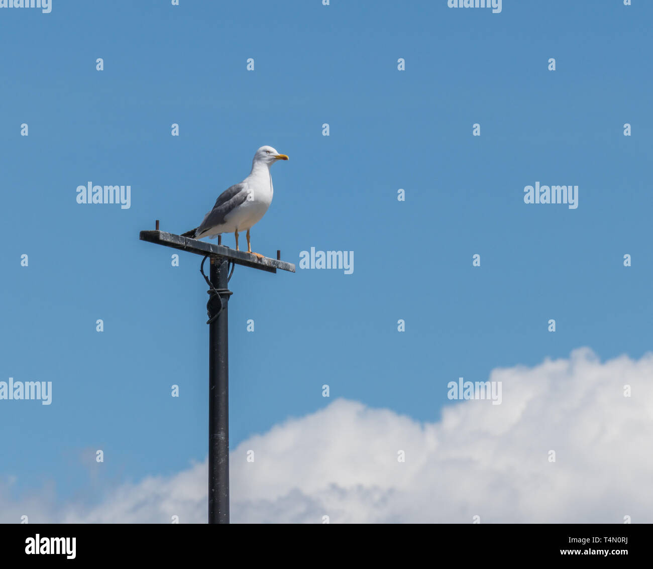 Seagull pájaro mirando encaramado en un lugar alto cielo azul y las nubes blancas son el fondo Foto de stock