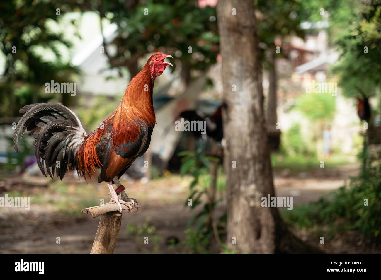 Lucha filipina gallo destaca sobre la perca y cuervos, también conocido como gamecock Foto de stock