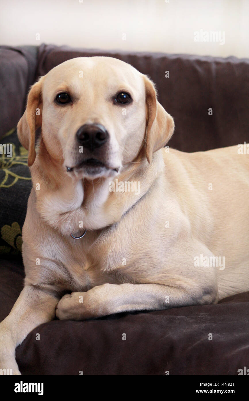 Perro está descansando en casa. Perro Labrador Retriever amarillo tendido  en la cama. Un hermoso perro disfruta en la cama, en el salón. Hermoso  perro, cute doggy Fotografía de stock - Alamy