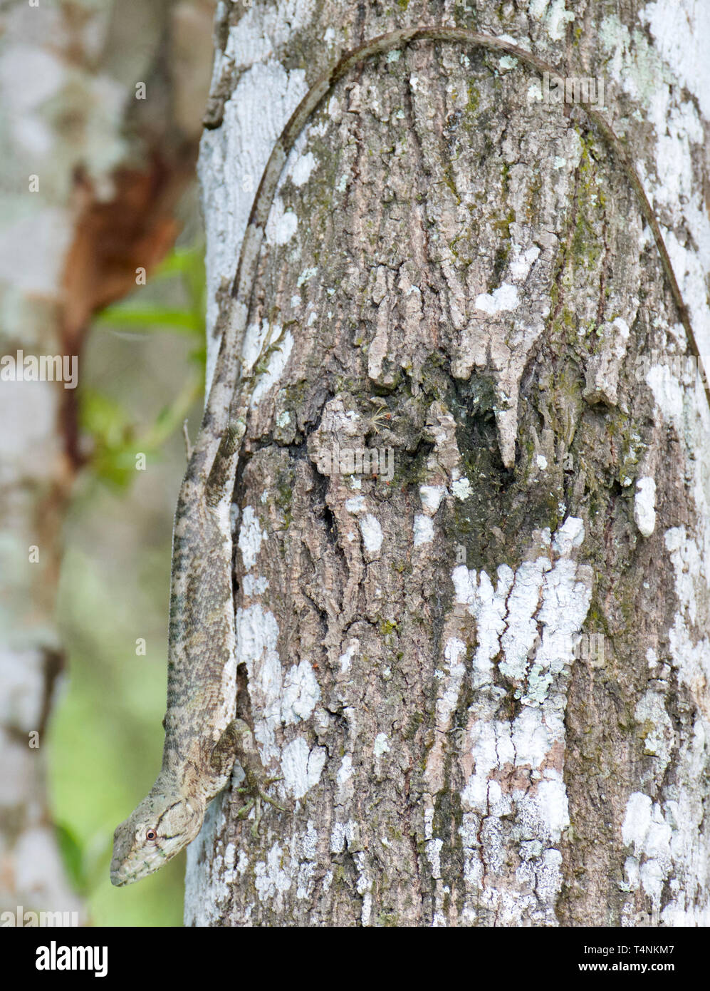 Mímica de lagarto en el Bosque Atlántico de Brasil Foto de stock