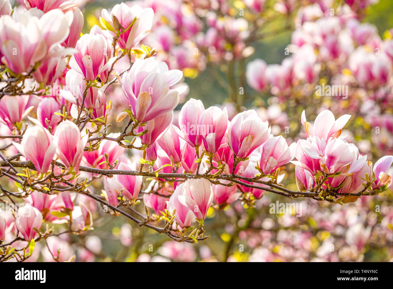 Hermosa Flor árbol de magnolia con flores rosas en el parque en la  Primavera de Praga Fotografía de stock - Alamy