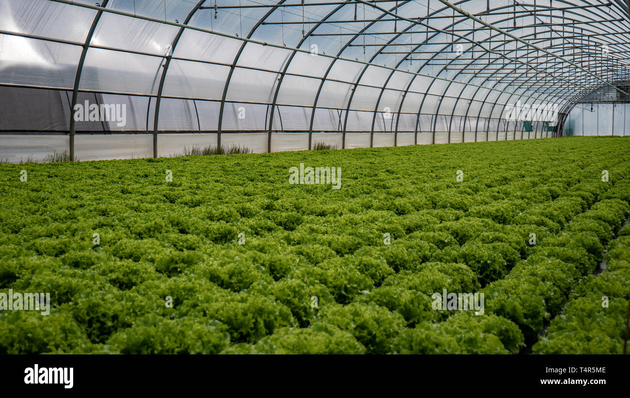 Filas de plantas y hortalizas crecen en un invernadero Foto de stock