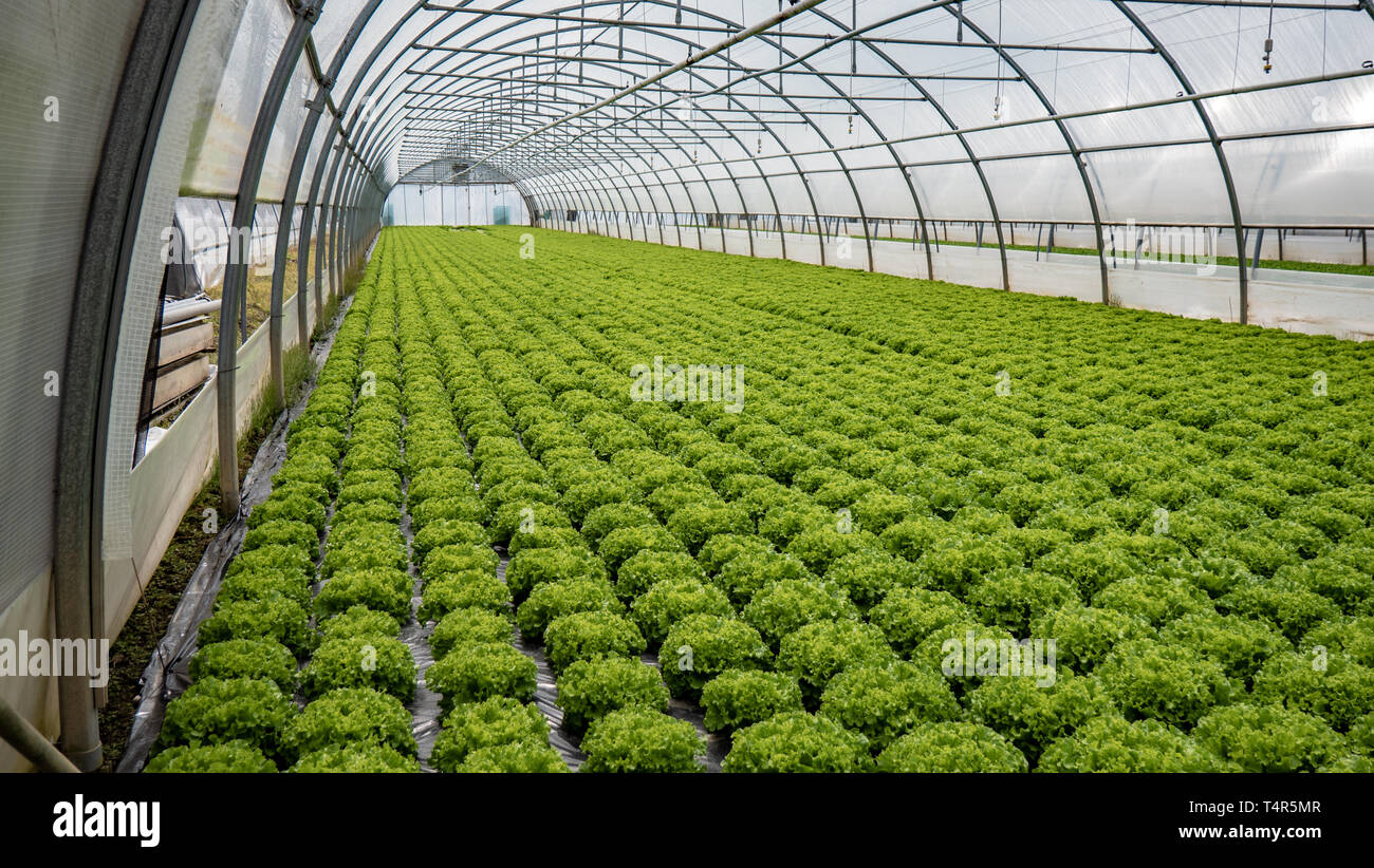 Filas de plantas y hortalizas crecen en un invernadero Foto de stock