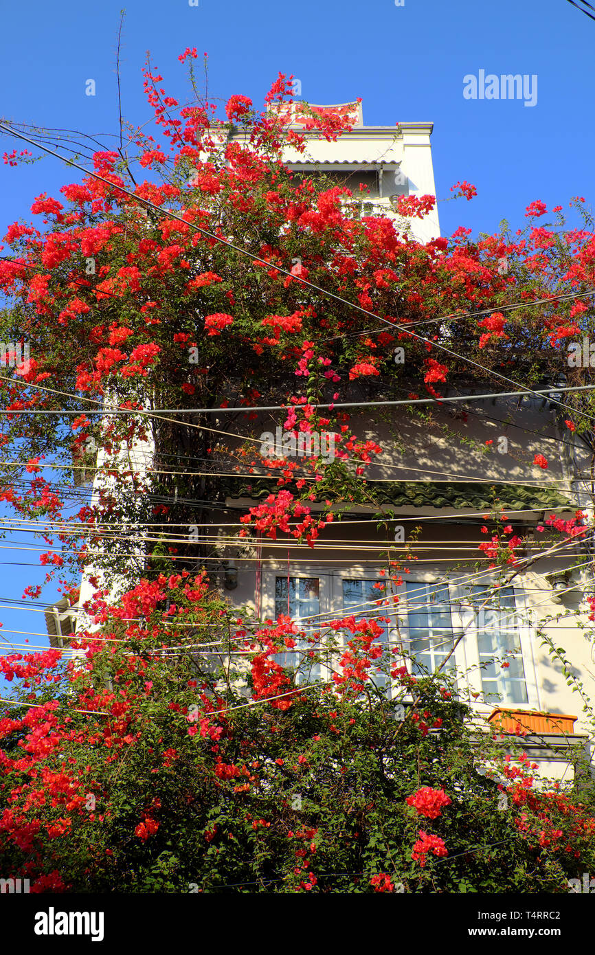 Increíble adosado en Ciudad Ho Chi Minh, Vietnam, hermosas flores de  bougainvillea suba en la pared y bloom en rojo vibrante, decoración de  fachada casa flor roja Fotografía de stock - Alamy