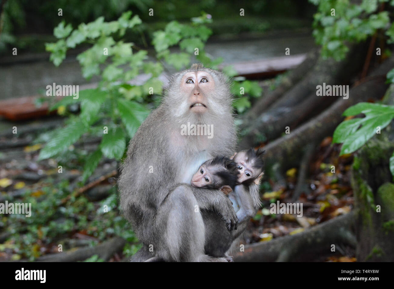 Mono con chicas Fotograf a de stock Alamy