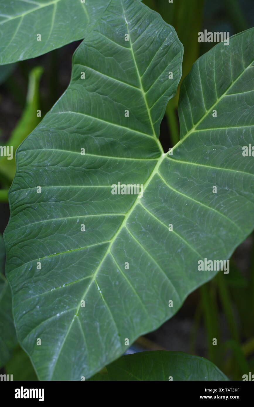 Taro - alocasia macrorrhizos gigante es una especie de planta con flores en la familia de Arum que es nativo de las selvas tropicales de Borneo a Queensland y h Foto de stock