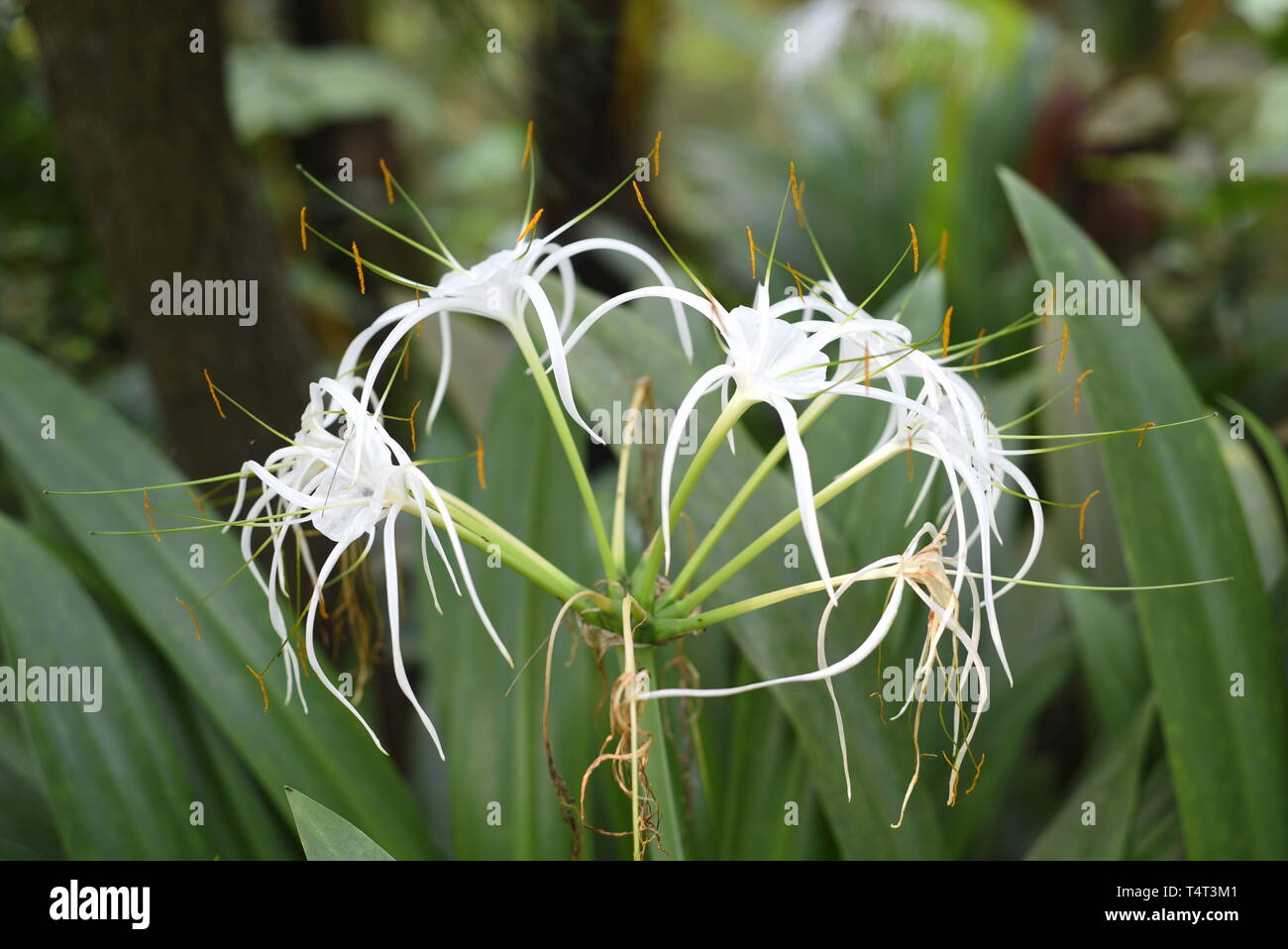 Spider Lily - Hymenocallis sp amaryllidaceae. Es nativo de las islas del Caribe y el norte de América del Sur. Es considerado como nativa Foto de stock