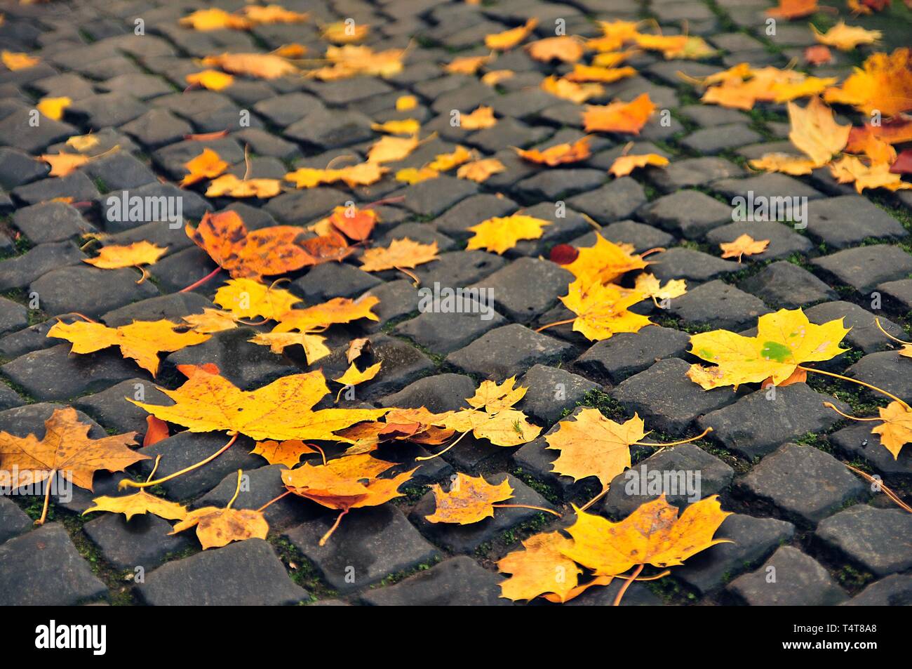 Hojas de otoño en el suelo, hojas de arce (Acer Spec.), la caída de las hojas otoñales, hojas en colores de otoño Foto de stock