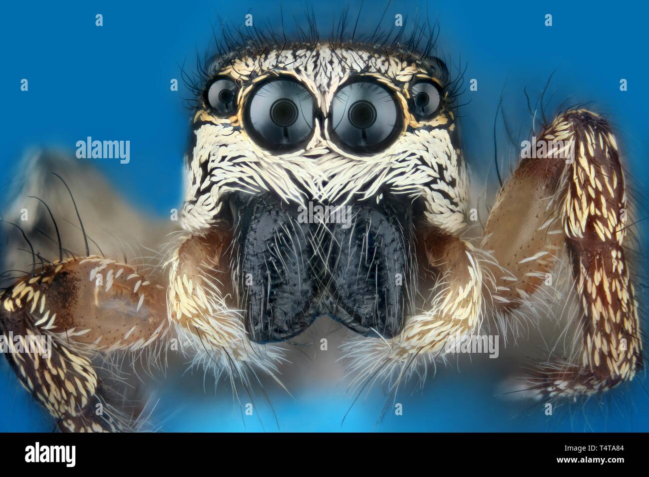 Vista frontal de una araña saltando (Salticus scenicus) Foto de stock