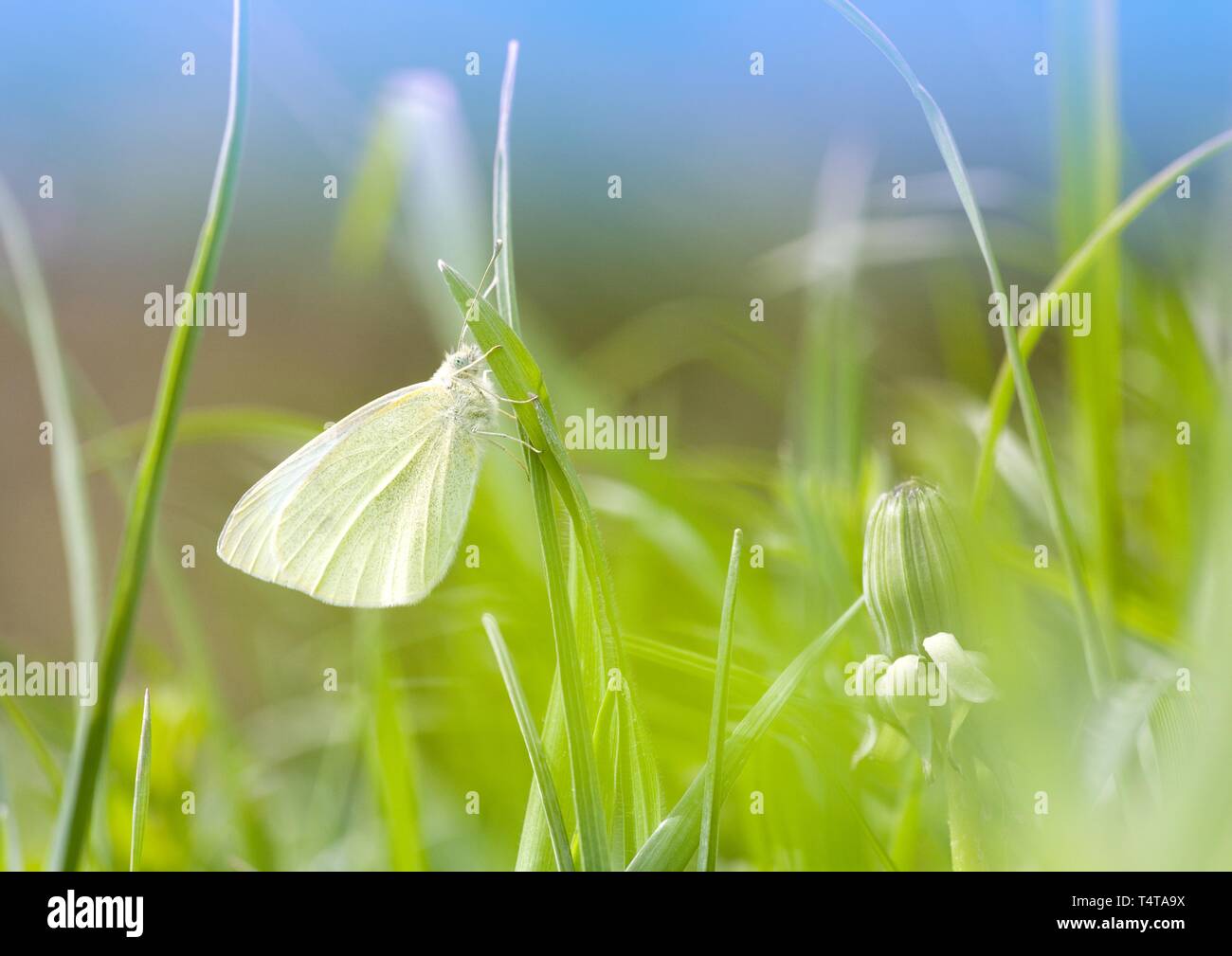 Foto de stock