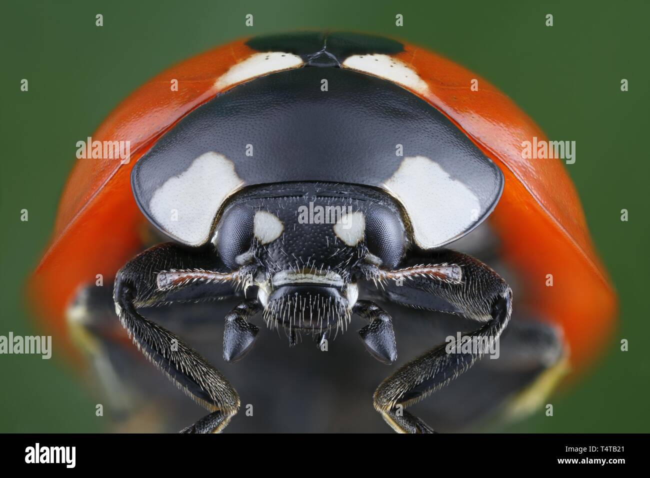 Close-up de un escarabajo (Coccinella septempunctata) Foto de stock