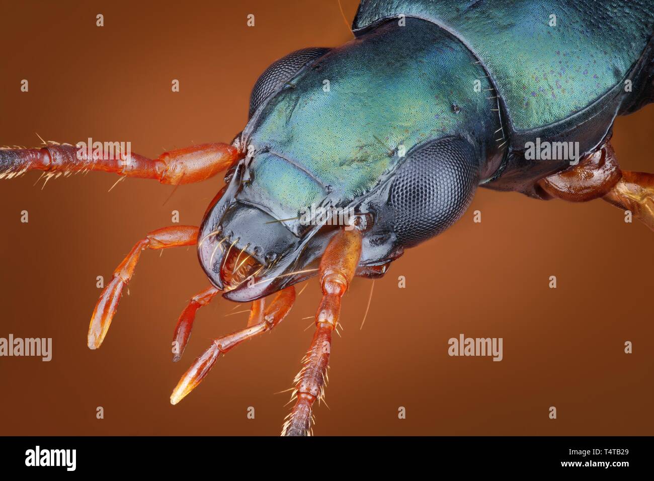 Cabeza de un escarabajo de tierra (Anchomenus dorsalis) Foto de stock