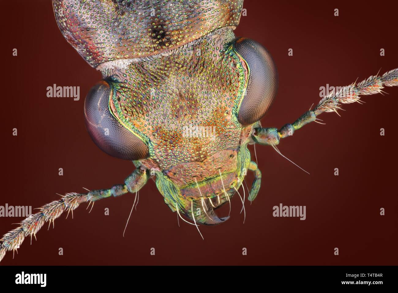 Escarabajo de tierra (Elaphrus riparius) Foto de stock