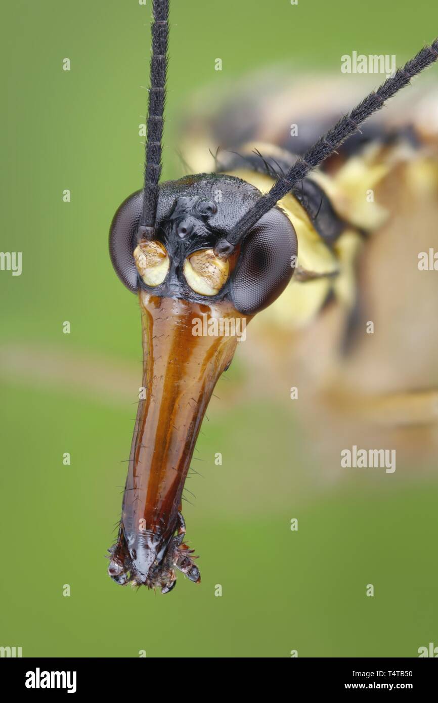 Cabeza de una mosca escorpión (Panorpa communis) con pico alargado-como piezas bucales Foto de stock