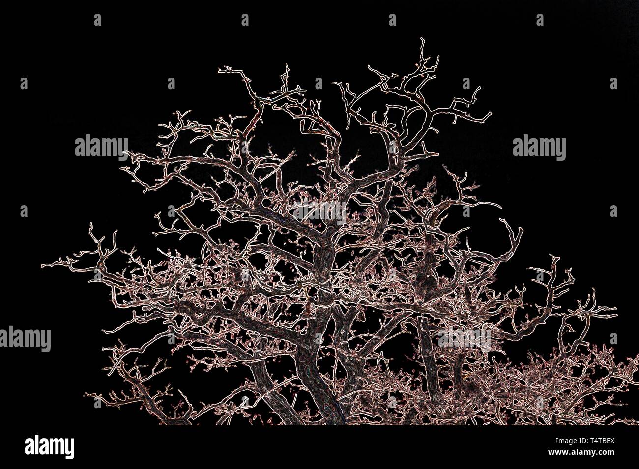 Contornos de un árbol, abstracto, escena nocturna Foto de stock