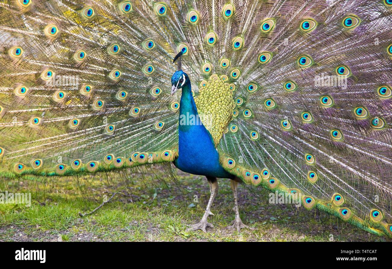 Pavo real macho fotografías e imágenes de alta resolución - Página 8 - Alamy