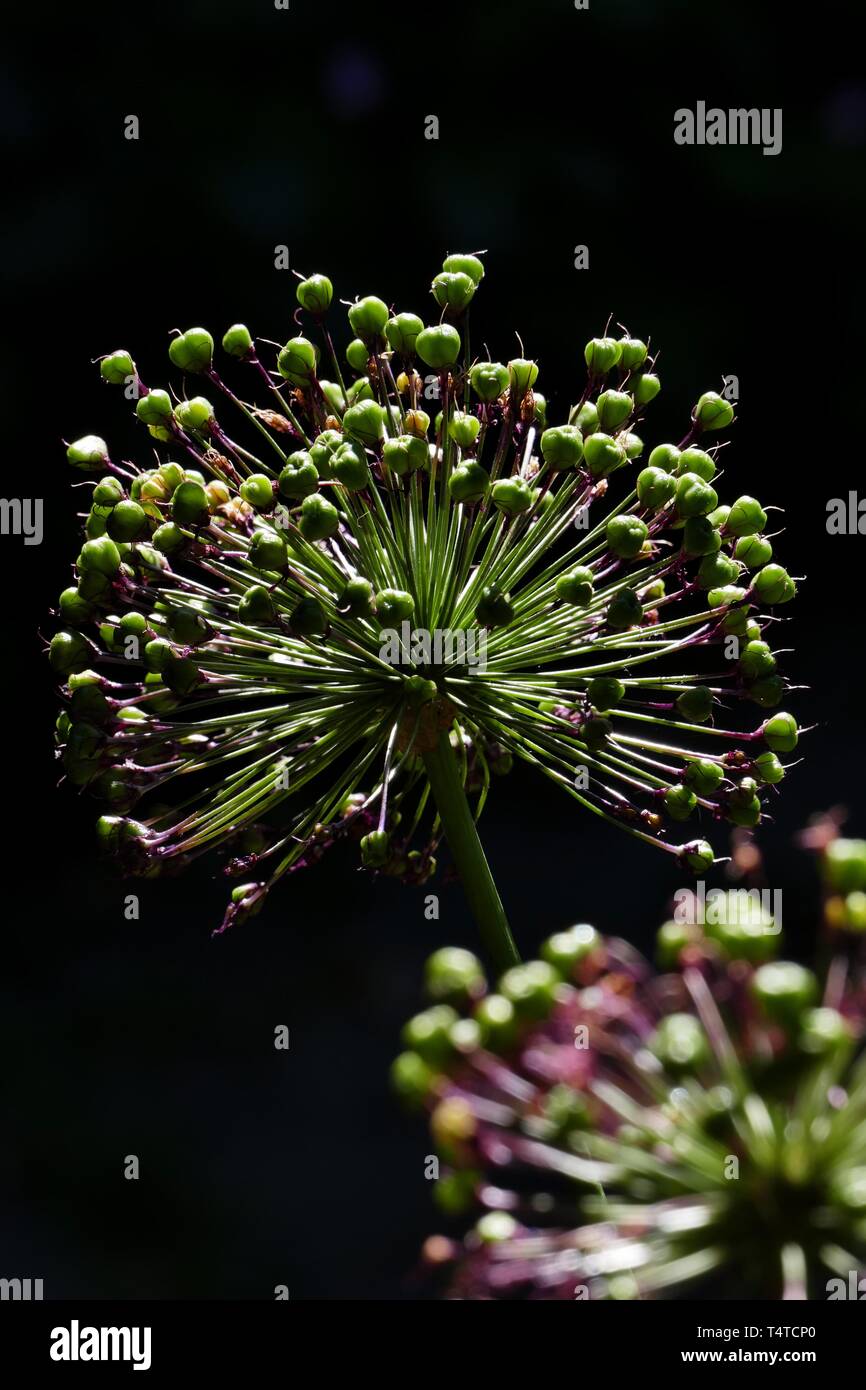 Allium aflatunense (púrpura), infructescence Senation Foto de stock