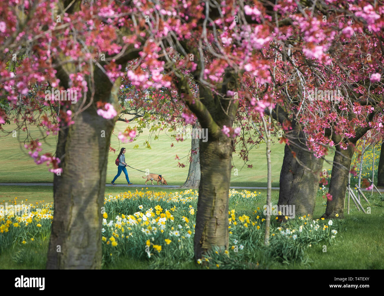 Una mujer llega un perro a lo largo de un camino bordeado de flores de cerezo en Harrogate, Yorkshire, Inglaterra ve el clima de primavera esta semana más cálidos, con temperaturas de hasta 22 grados centígrados en el tiempo para el fin de semana de Pascua. Foto de stock