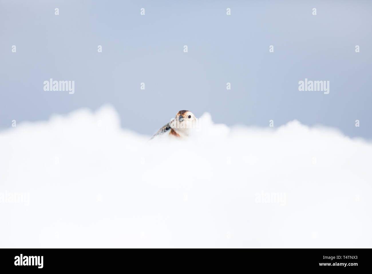 Snow Bunting en el Ben Nevis, un pájaro del Ártico se encuentran en las cumbres de las montañas de Escocia Foto de stock