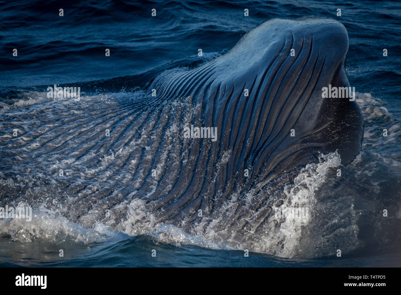 Pliegues ventrales en la parte inferior de la ballena azul (Balaenoptera musculus) son visibles durante el lunge alimentación fuera de la costa de Baja California. Foto de stock